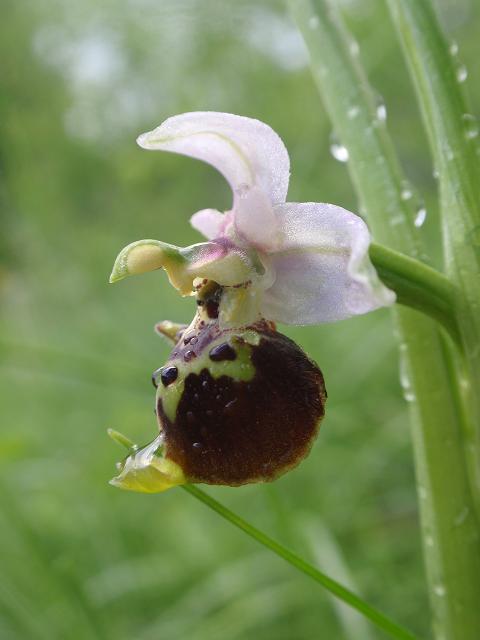 Escursione orchidofila nelle Langhe  (15 maggio)