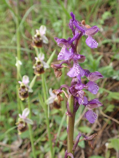 Escursione orchidofila nelle Langhe  (15 maggio)