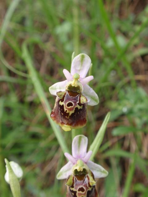 Escursione orchidofila nelle Langhe  (15 maggio)