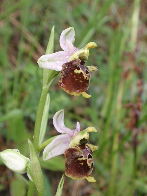 Escursione orchidofila nelle Langhe  (15 maggio)