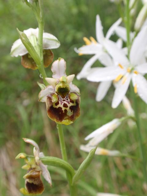 Escursione orchidofila nelle Langhe  (15 maggio)