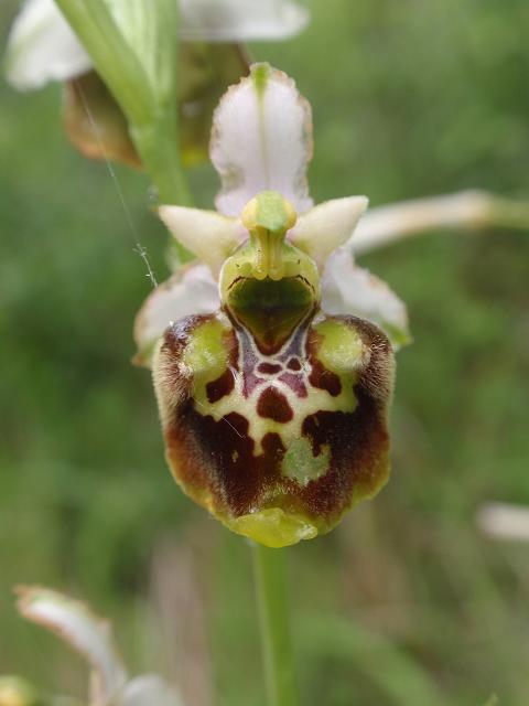 Escursione orchidofila nelle Langhe  (15 maggio)