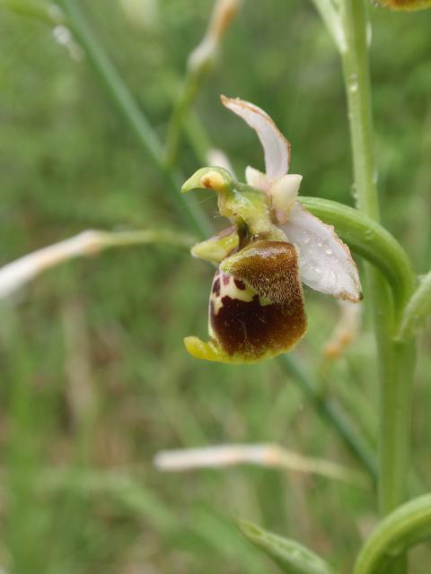 Escursione orchidofila nelle Langhe  (15 maggio)