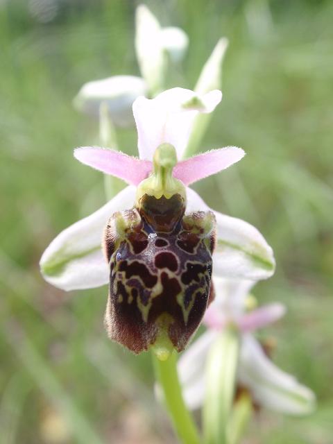 Escursione orchidofila nelle Langhe  (15 maggio)