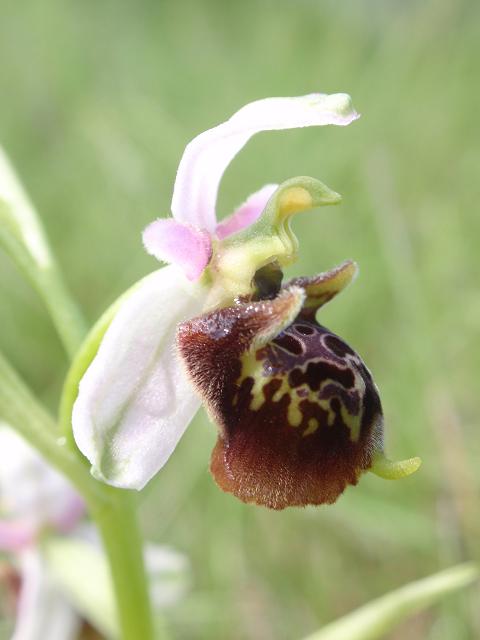 Escursione orchidofila nelle Langhe  (15 maggio)