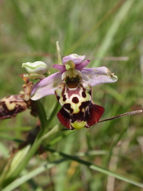 Escursione orchidofila nelle Langhe  (15 maggio)