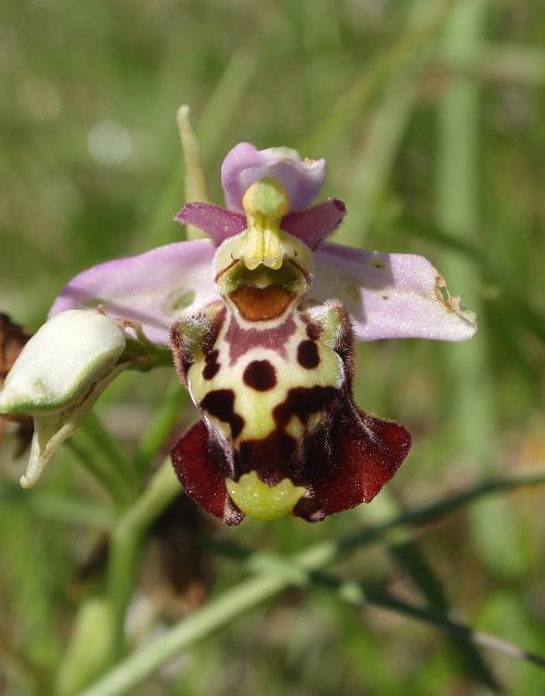 Escursione orchidofila nelle Langhe  (15 maggio)