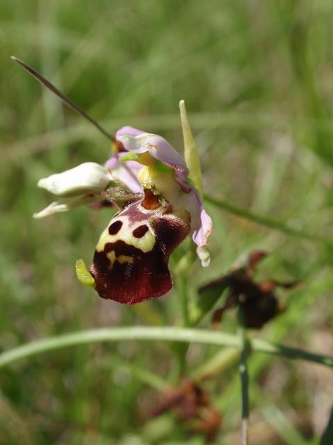 Escursione orchidofila nelle Langhe  (15 maggio)