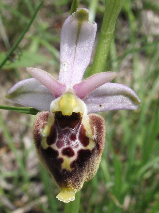 Ophrys holosericea subsp. tetraloniae?