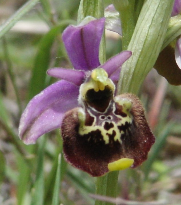 Ophrys holosericea subsp. tetraloniae?