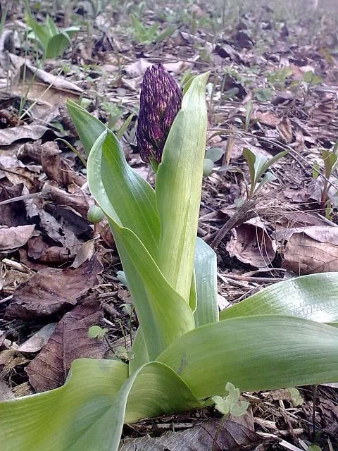 Rosetta di Ophrys da id