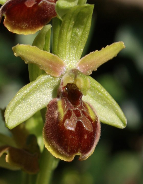 Ophrys massiliensis