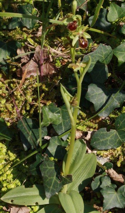 Ophrys massiliensis