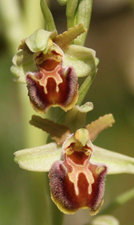 Ophrys massiliensis