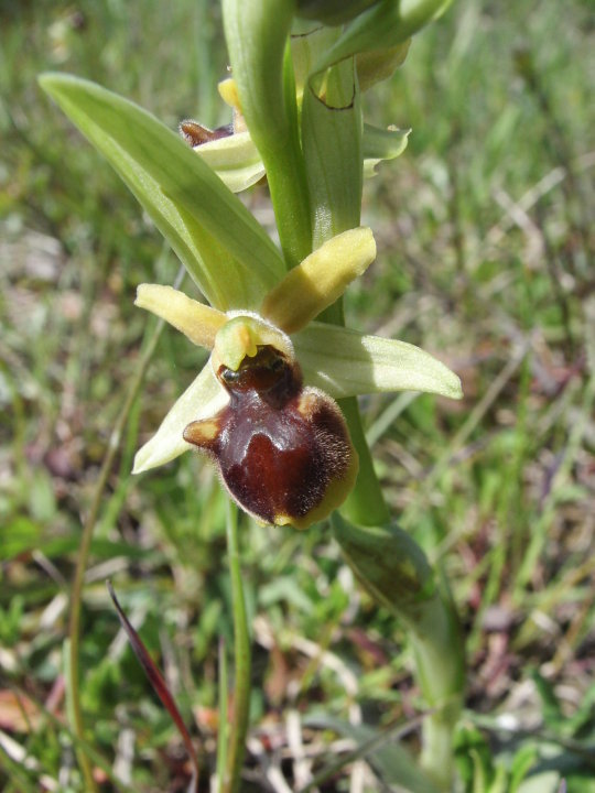 Ophrys massiliensis