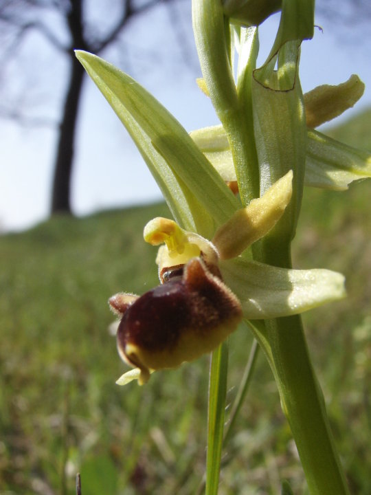 Ophrys massiliensis