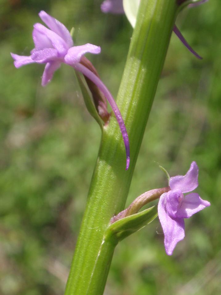 Quiz: Lusus da indovinare!  (Gymnadenia conopsea)