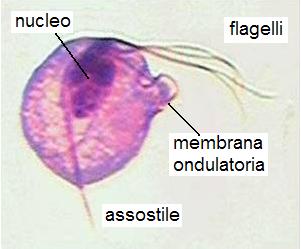 Trichomonas vaginalis,  un parassita umano