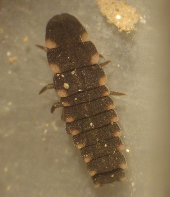 Larva di Lampyris noctiluca - Asti, Piemonte