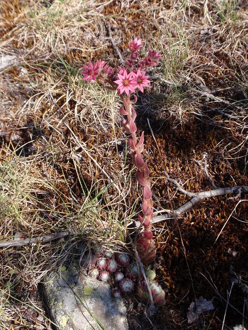 Sempervivum arachnoideum