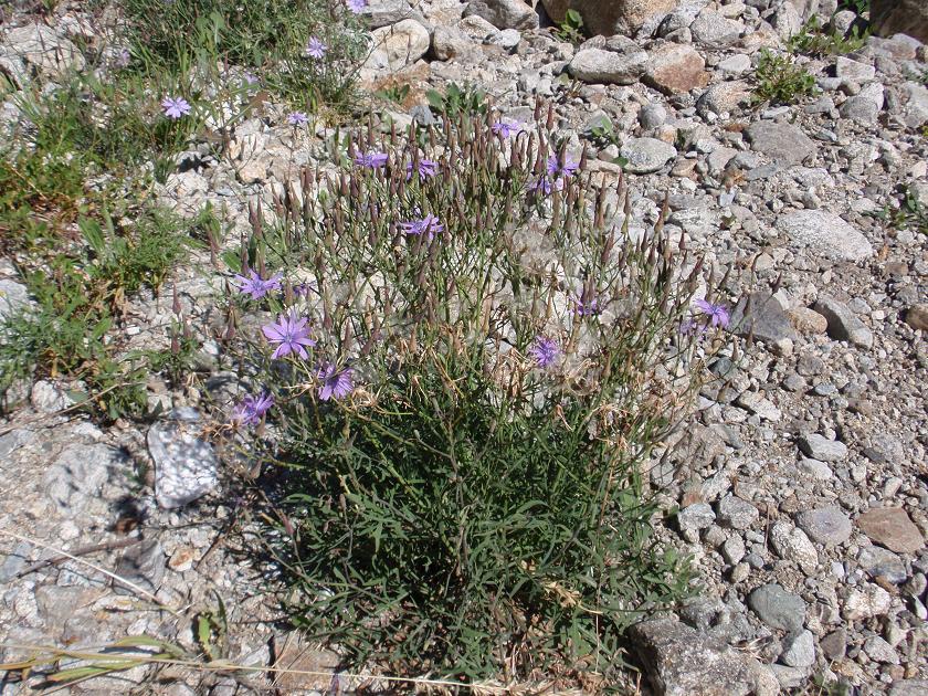 Lactuca perennis