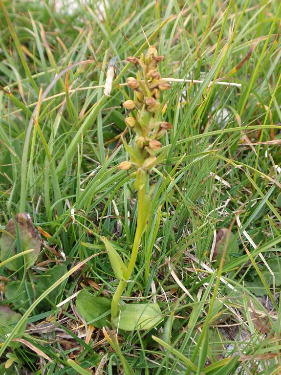 Orchidea dal Trentino: Coeloglossum viride ??