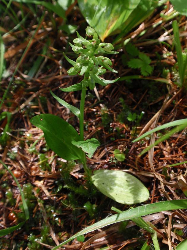 Orchidee dal Trentino: Pseudorchis albida ??