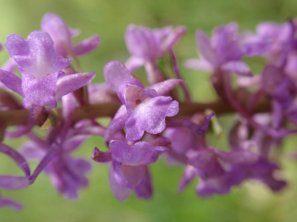 Orchidea dal Trentino:  Goodiera repens ??