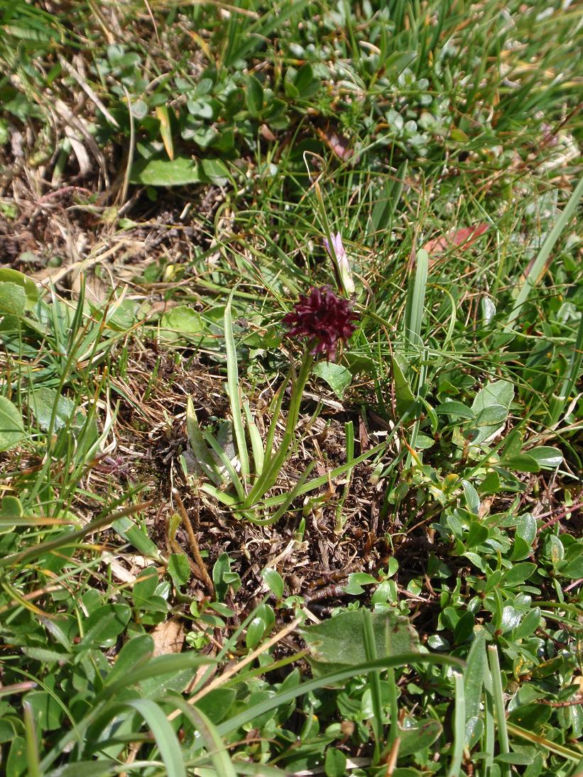 Nigritella nigra subsp. austriaca ?