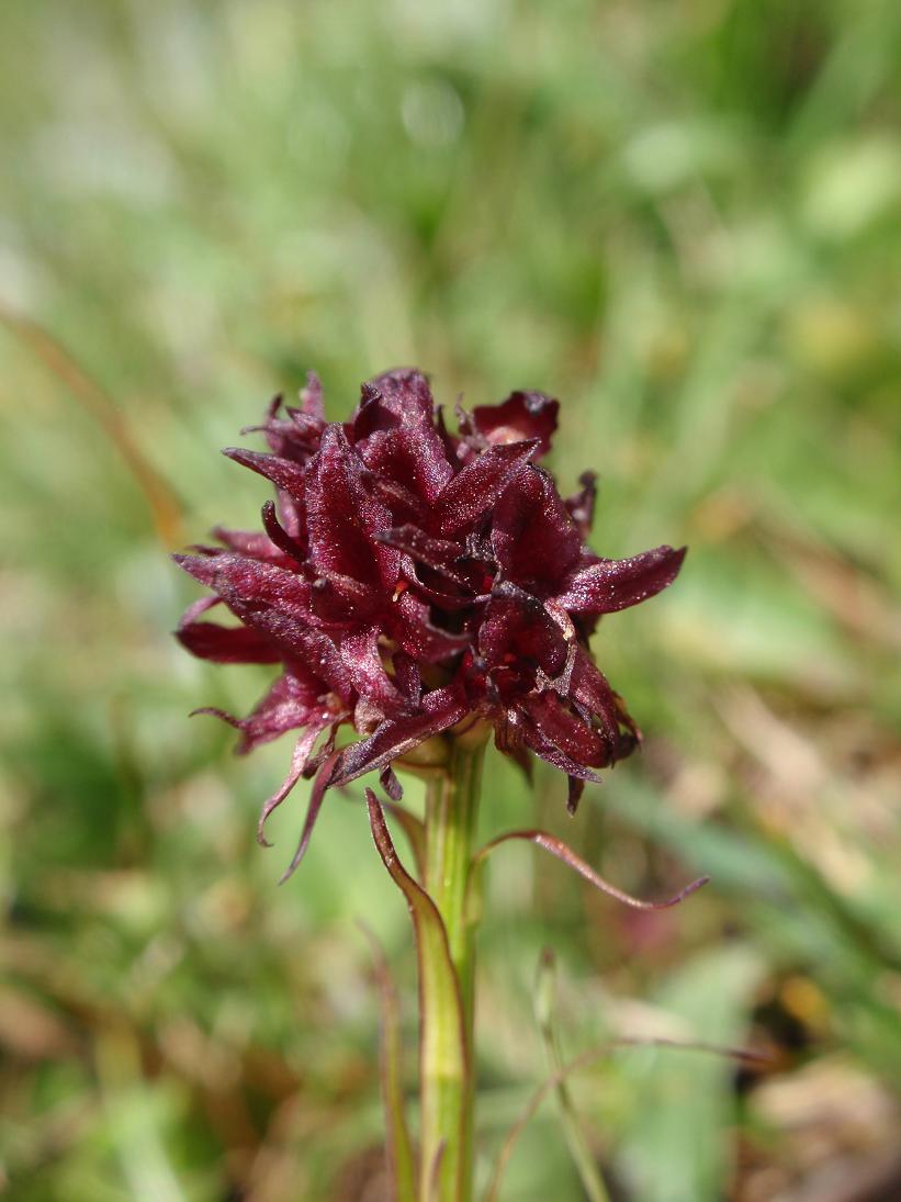 Nigritella nigra subsp. austriaca ?