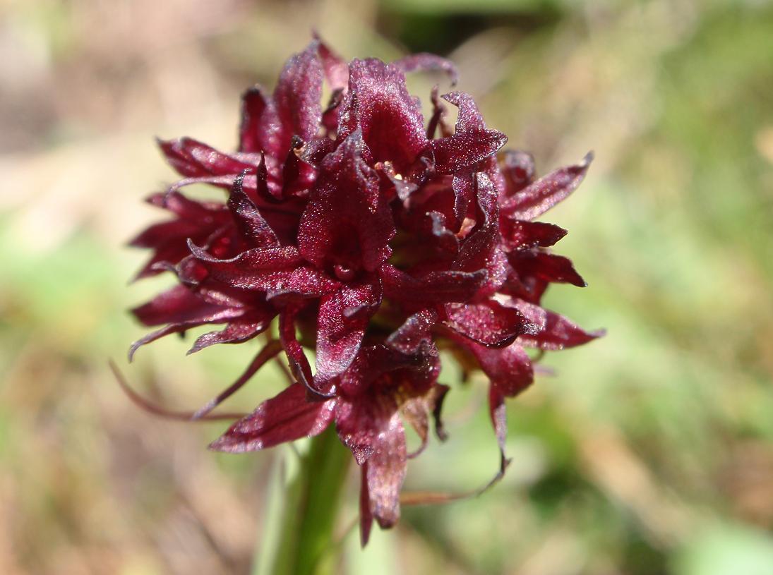 Nigritella nigra subsp. austriaca ?