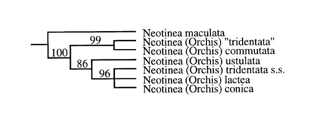 Neotinea tridentata