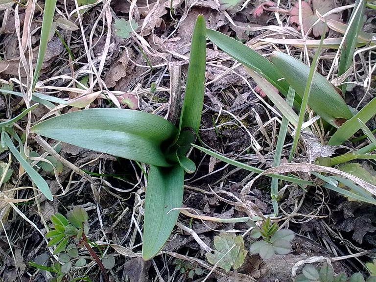 Rosette basali... da identificare!