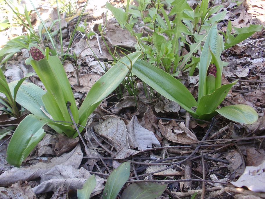 Prima Orchis purpurea in Piemonte