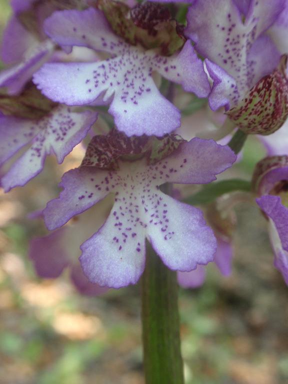 Variabilit di Orchis purpurea!!