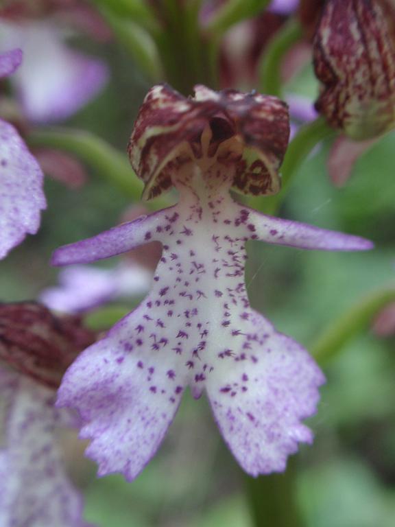 Variabilit di Orchis purpurea!!