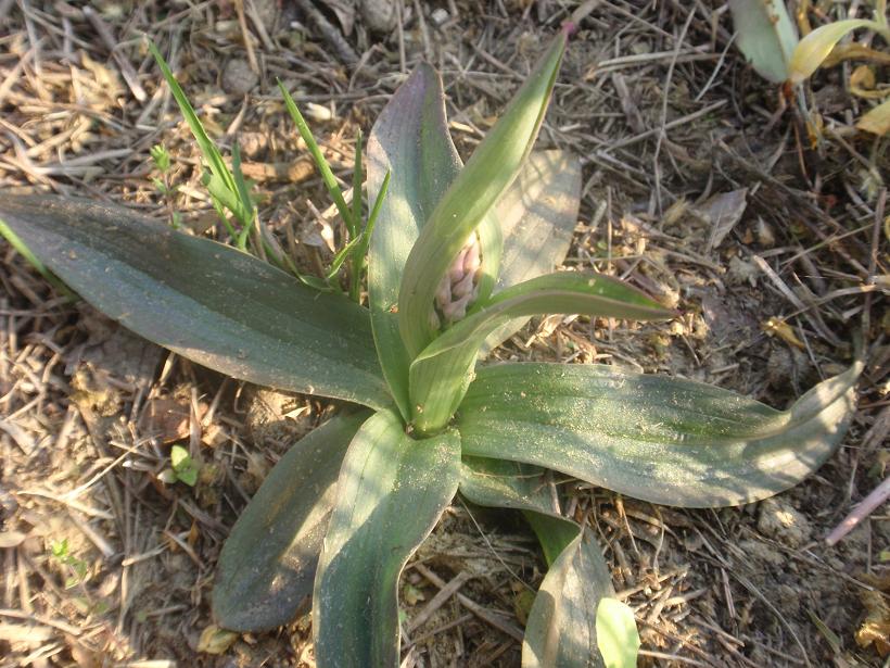 Anche le N. tridentata di preparano!