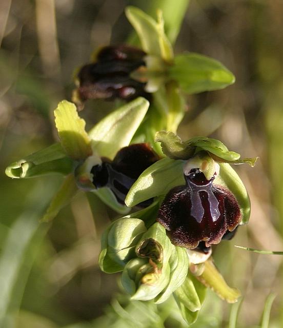 Ophrys sp. da determinare