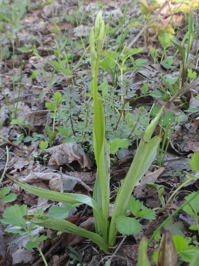 Ophrys insectifera