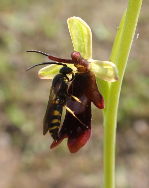 Argogorytes mystaceus (L., 1761)  su Ophrys insectifera