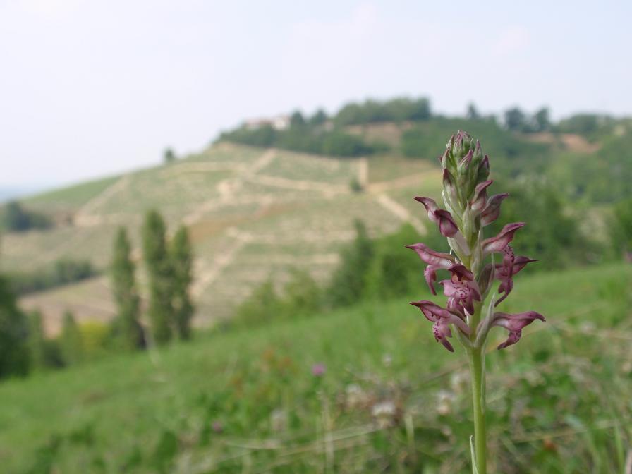 Anacamptis coriophora con impollinatori e...