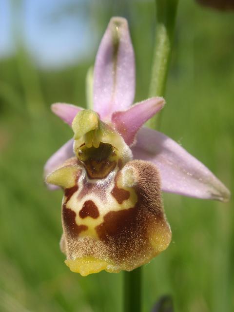 Tutte Ophrys dinarica o... holosericea?!