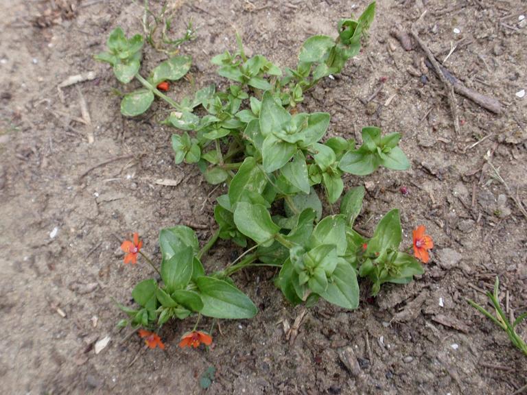 Lysimachia (=Anagallis) arvensis / Mordigallina