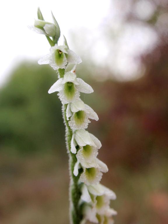 Ancora Spiranthes spiralis