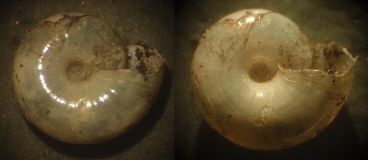 Zonitidae da identificare - Asti [Oxychilus cf. clarus]