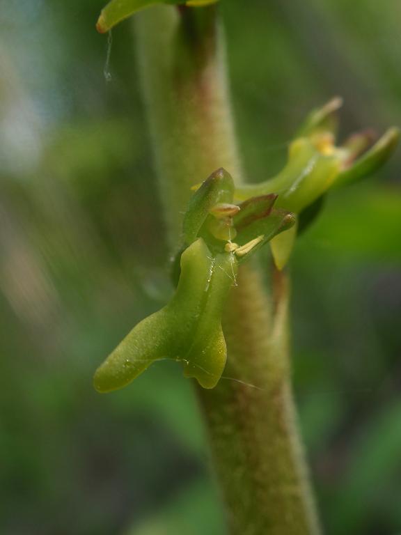 Accoppiamento su Listera ovata!!