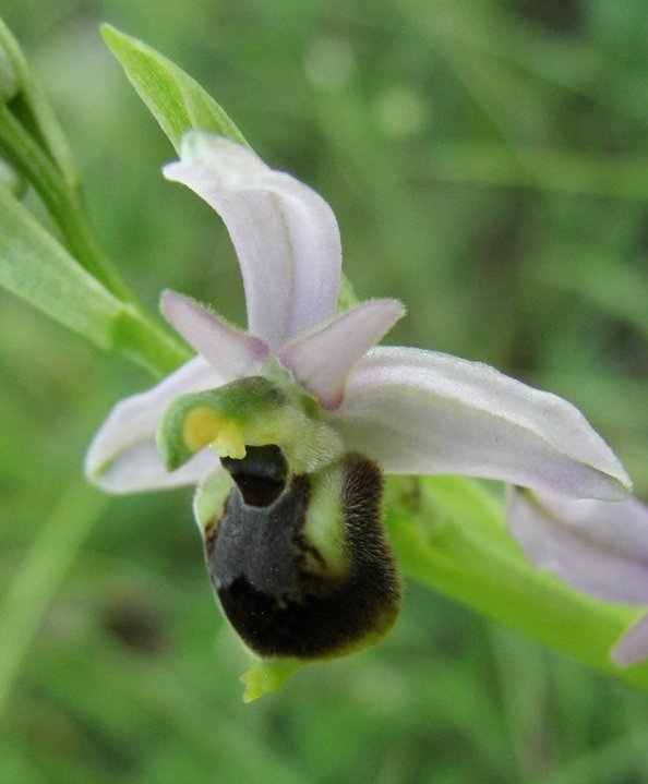 Ophrys holosericea subsp. tetraloniae?