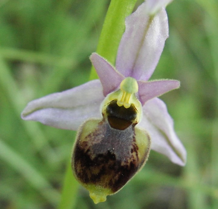 Ophrys holosericea subsp. tetraloniae?