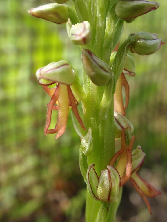 Orchis anthropophora