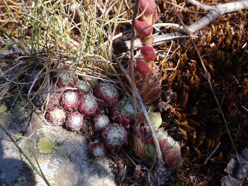 Sempervivum arachnoideum